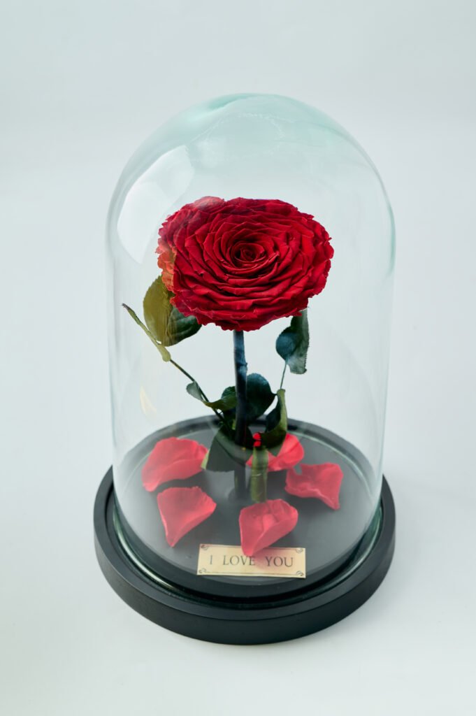 Cupula Beauty And The Beast Grande